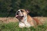 BULLDOG ANGLAIS 179